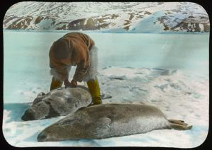 Image of Eskimo [Inuk] Skinning Seals